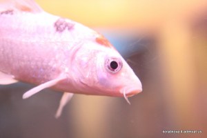 13/09/09 - разогрев на минском концерте Brazzaville